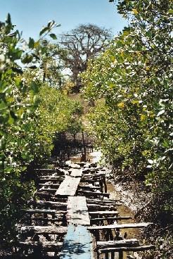 Mangrovebrug