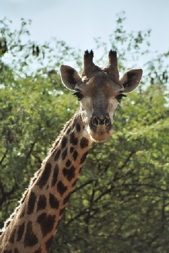 Giraffe in Parc de Bandia