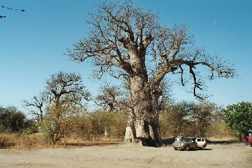Griots worden begraven in Baobabs