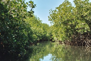 De mangrove van de Sine-Saloum Delta