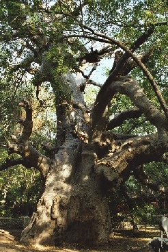 Een machtige baobab, midden in de auberge
