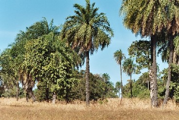 Palmbomen in 'La Petite Casamance'
