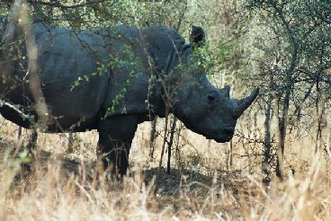 Zwarte Neushoorn in Parc de Bandia